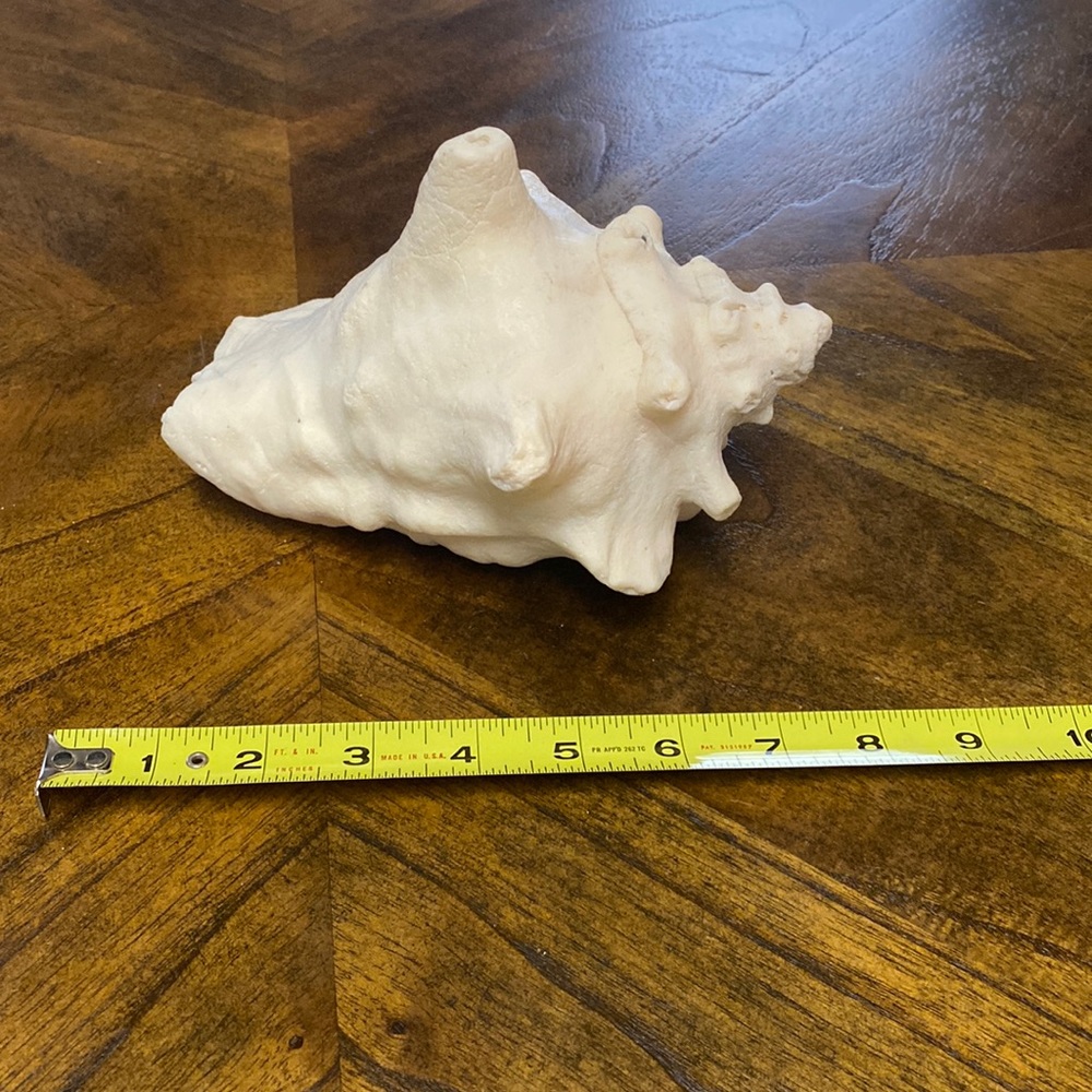 Large Real Sea Shell